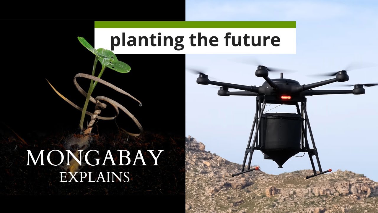 New Tree Tech: AI, drones, satellites and sensors give reforestation a boost